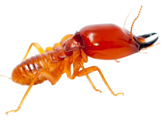 termite4